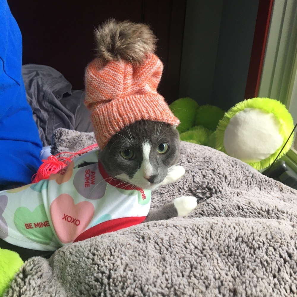 Meet your Posher, Levin